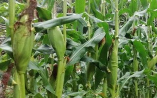 金博士705玉米种子特征特性，高抗茎腐病