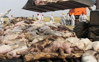 非洲猪瘟发病前期的症状，会出现体温上升、食欲减退等现象