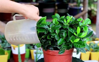栀子花的水养方法,每隔2-3天换一次水