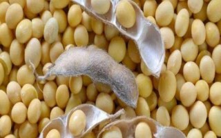 沈农豆38大豆品种简介,中等以上肥力地块上种植
