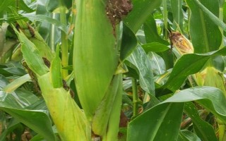 浦糯818玉米种子特点，该品种株型平展