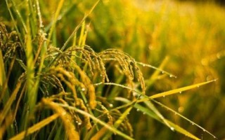 诚优502水稻种简介,秧田播种量每亩10.0千克
