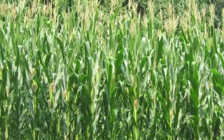 宏晨788玉米种子简介，该品种幼苗期第一叶鞘紫色