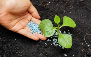 氮肥利用率是多少，利用率为25%-40%