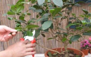 桂花的叶子掉光了还能成活吗，只要根部没受损便可活