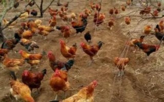 鸡的品种，常见以下6种