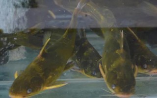 嘎鱼吃什么，主要摄食软体动物、小鱼、小虾等