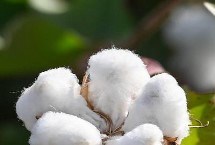 洮南棉花的品种介绍，各有特色