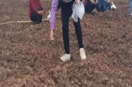 小麦播种后下雨对出苗有何影响，控制在3-5cm左右较为合适