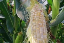 增信917玉米栽培技术要点，辽宁省春播生育期128天