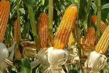 迪锋5号玉米栽培技术要点，密度4500株/亩左右