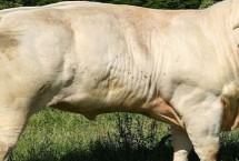 牛吃什么饲料长得快，西门塔尔牛以瘦肉多而闻名