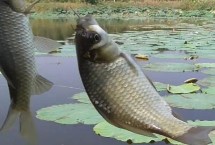 秋季能钓鲫鱼吗，初秋钓鲫鱼效果不错