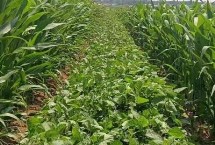 贡夏豆20大豆栽培技术要点，花荚期注意防治豆荚螟及鼠害