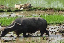 芒种的习俗活动，由古代农耕文化演变而来