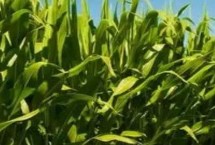 豫单516玉米栽培技术要点，中抗镰孢穗腐病