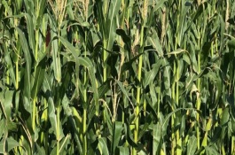 海禾19号玉米栽培技术要点，辽宁省春播生育期133天左右