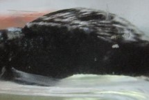 黑玛丽鱼需要加热棒吗，适宜的水温范围是22-28℃