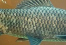 鲫鱼是海鲜吗，根据换水频率和喂食方式决定