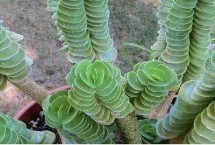 金钱木多久浇一次水，夏季可转移至半阴环境中养护