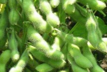 祺成158大豆栽培技术要点，生育期113天