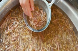 禾虫是怎样生长出来，种类和生活习性均不同