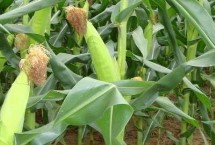 彭创001玉米栽培技术要点，密度4500株/亩左右