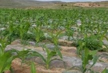 玉米地膜覆盖的好处，可增温保温还能保湿防旱
