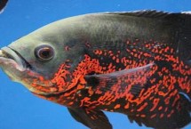 地图鱼几天不进食会被饿死，超过10-15天不进食就有可能会死亡