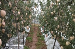 银灰色地膜有何特点，可反射太阳辐射、提高地温