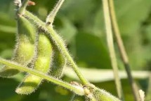 九农43B大豆栽培技术要点，出苗至成熟平均122天