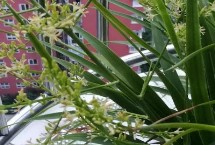 酒瓶兰的养殖价值，下午要让幼苗接受光照