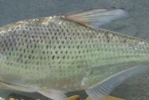 三角鲂的产地，主要分布在长江中下游、黄河、黑龙江、松花江等水域