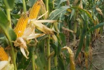 D226玉米栽培技术要点，中等肥力以上地块栽培