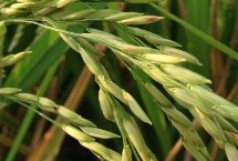 花两优563水稻栽培技术要点，5月中上旬播种