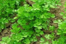 秋季怎么管理香菜，浸种催芽后可进行条播