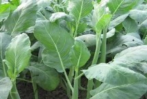 芥蓝怎么种植，3月播种6月就可采收