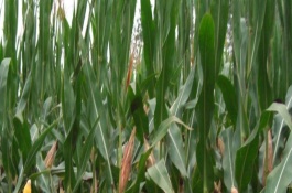 鑫科玉3号玉米栽培技术要点，在适应区5月上旬至中旬播种