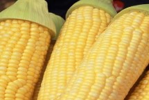 敦玉810玉米栽培技术要点，播种至出苗注意防鼠和地下害虫