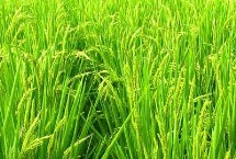 绵两优2115水稻栽培技术要点，综合防治病虫害