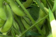 毛豆从种到收多少天，施肥补苗是关键