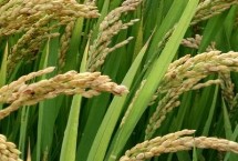 名丰优合香水稻栽培技术要点，全生育期平均126.8天