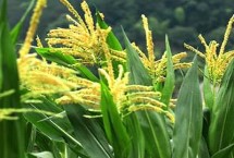 壳盛509玉米栽培技术要点，适宜密度4500株/亩