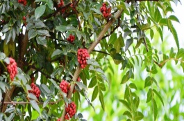 花椒树为什么落叶，秋季8-9月份之间种植最佳