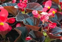 四季常开的花有哪些，常见的有四季海棠、非洲紫罗兰、扶桑花等