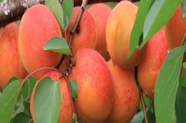 杏树果子有什么用，早产丰产等特点