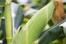 铁研188玉米栽培技术要点，春播出苗至成熟128天