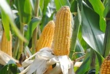 宗单555玉米栽培技术要点，做好病虫害防治