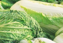 白菜腐烂的原因，根腐病、水腐、肥腐及虫害都会导致