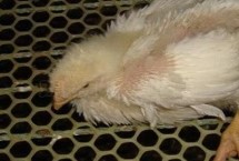 小鸡吃泡沫有害吗，找准原因选择治疗方案